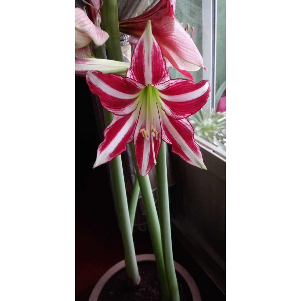 Hippeastrum Santiago - Ritterstern