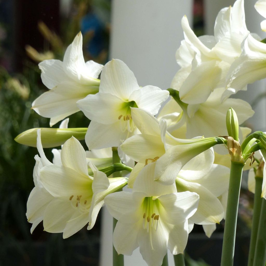 Hippeastrum sonatini Sonatini White Rascal - Ritterstern