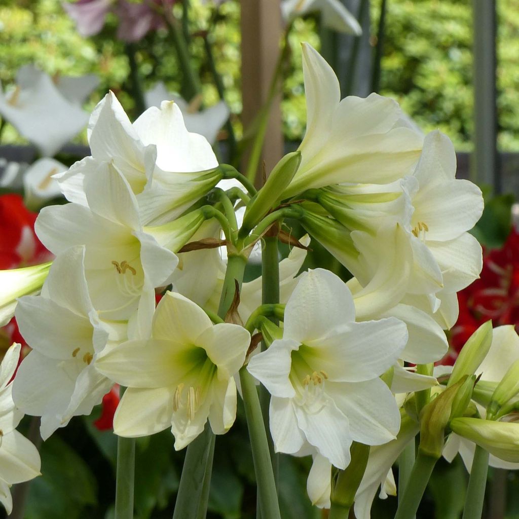 Hippeastrum sonatini Sonatini White Rascal - Ritterstern