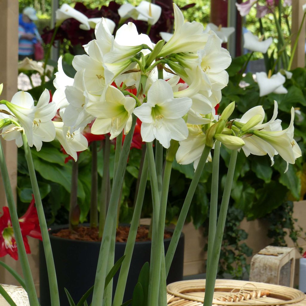 Hippeastrum sonatini Sonatini White Rascal - Ritterstern