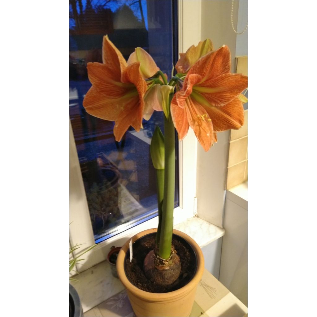 Hippeastrum Terra Cotta - Ritterstern