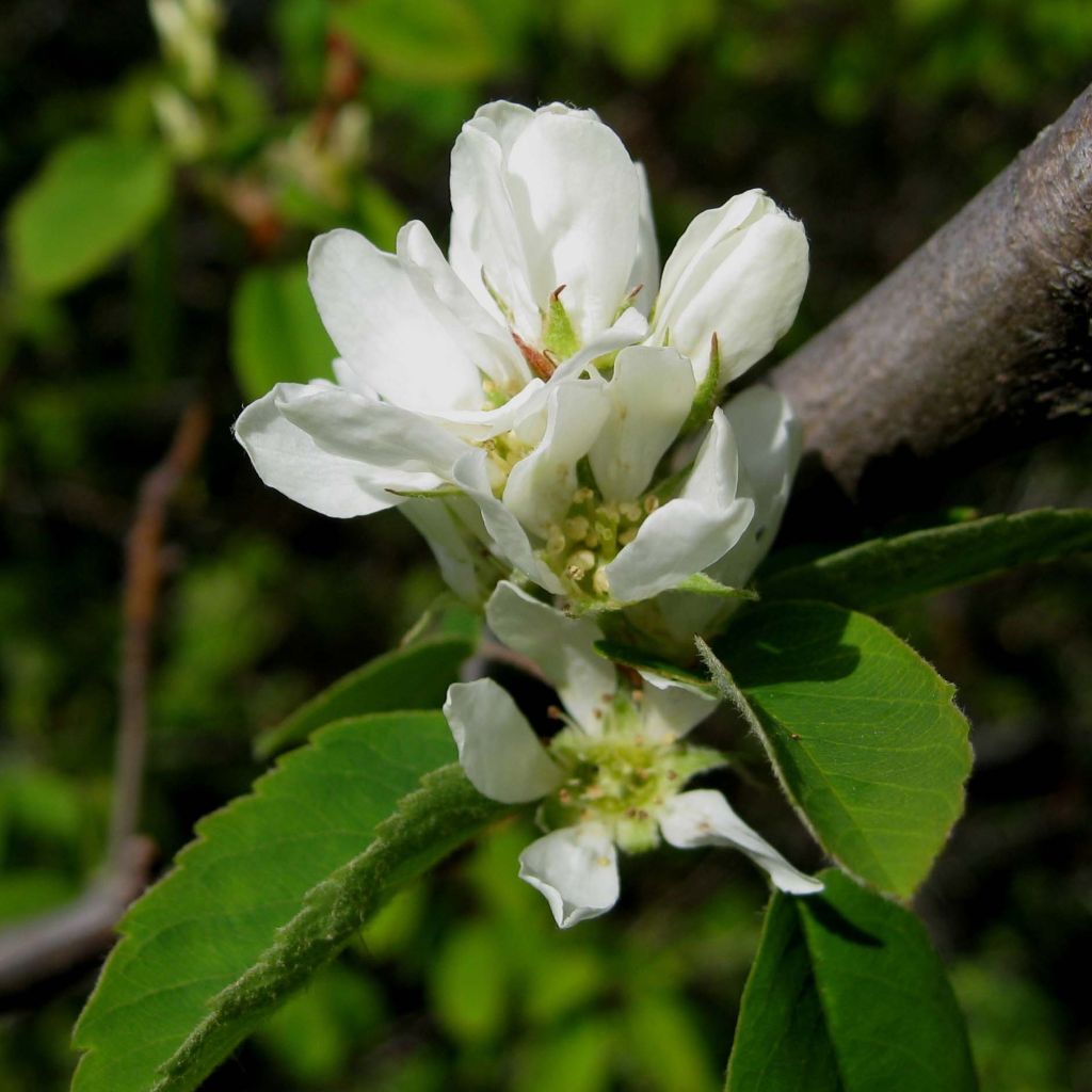 Erlenblättrige Felsenbirne Saskatoon Berry - Amelanchier alnifolia