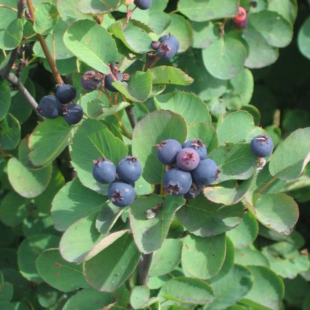 Erlenblättrige Felsenbirne Saskatoon Berry - Amelanchier alnifolia