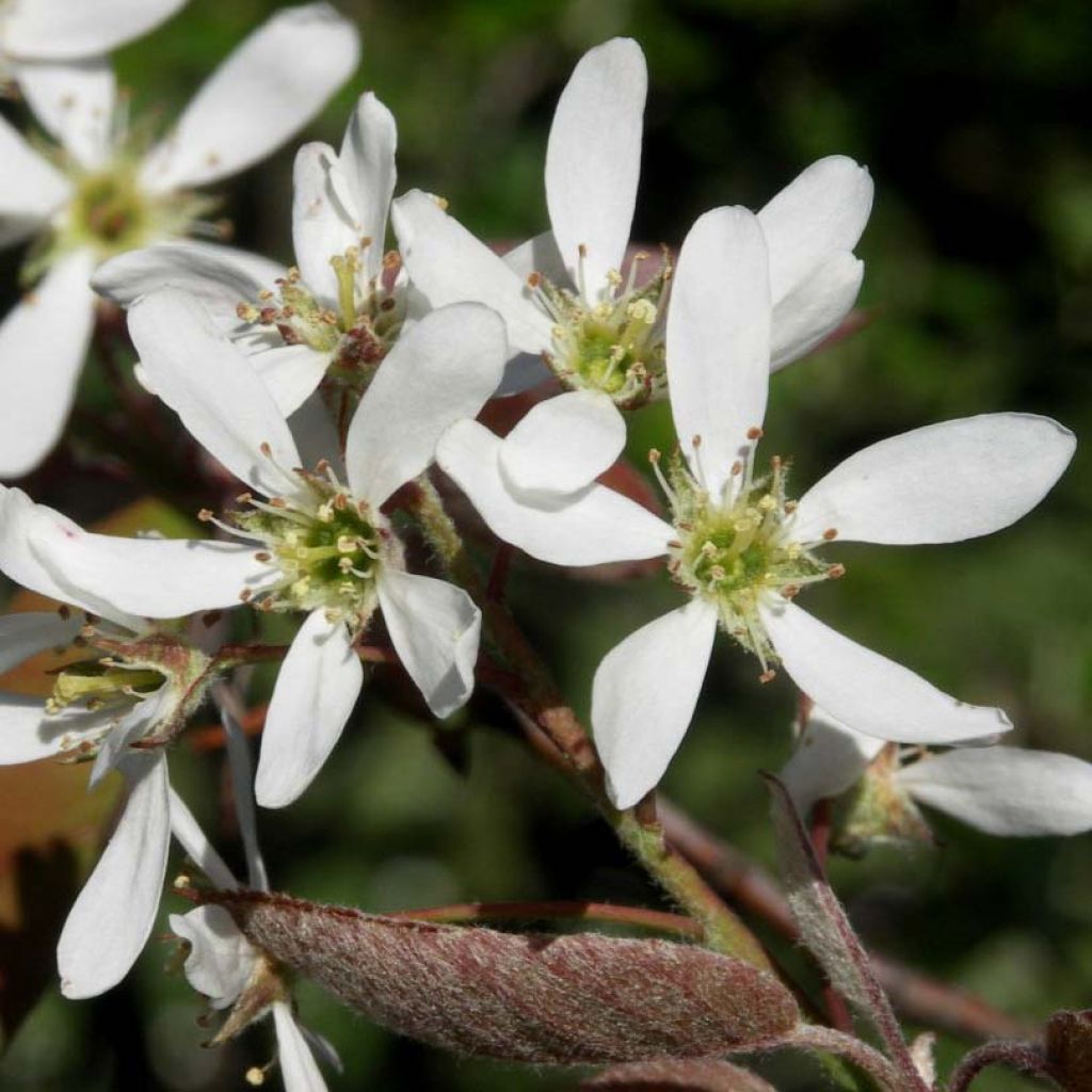 Amelanchier lamarckii - Kanadische Felsenbirne