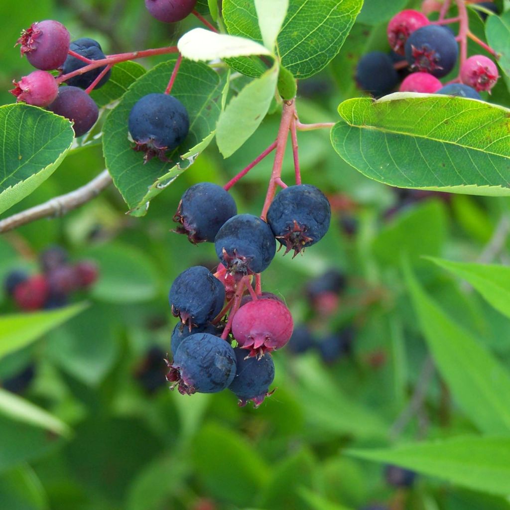 Amelanchier lamarckii - Kanadische Felsenbirne