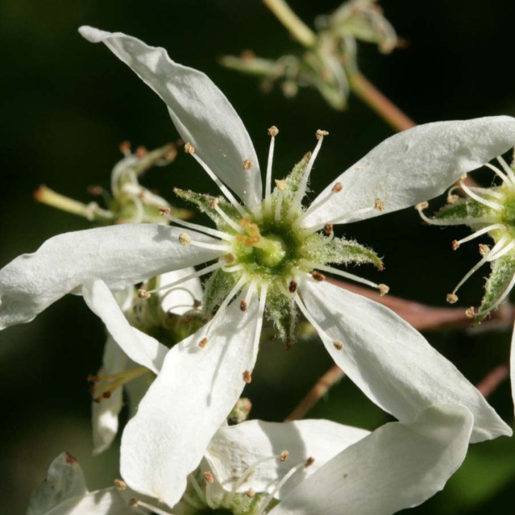 Amelanchier lamarckii - Kanadische Felsenbirne