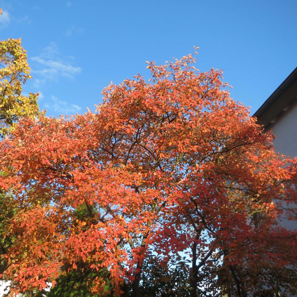 Amelanchier lamarckii - Kanadische Felsenbirne