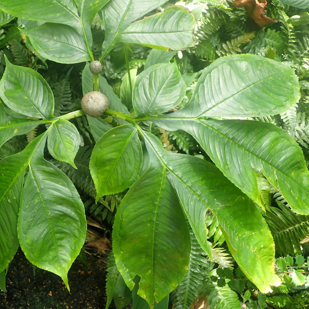 Amorphophallus bulbifer - Titanenwurz