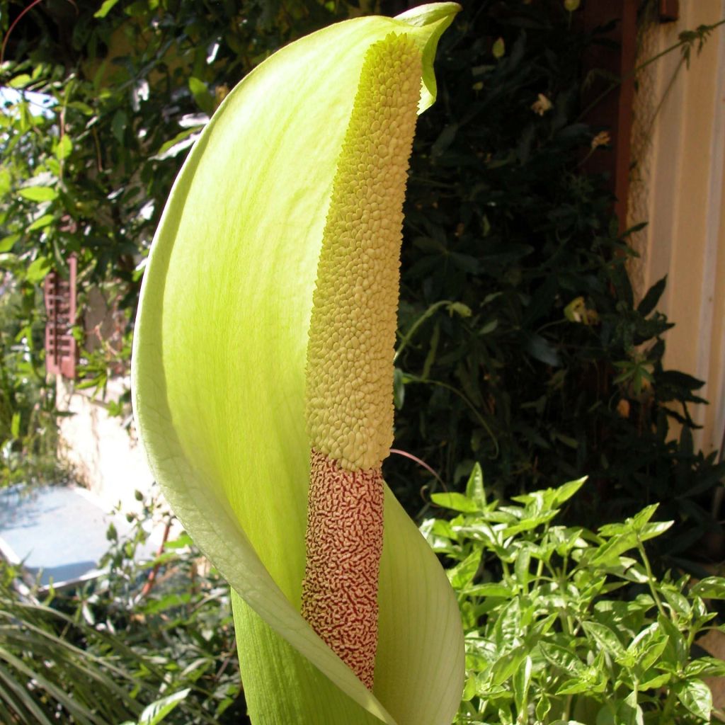 Amorphophallus napalensis - Titanenwurz