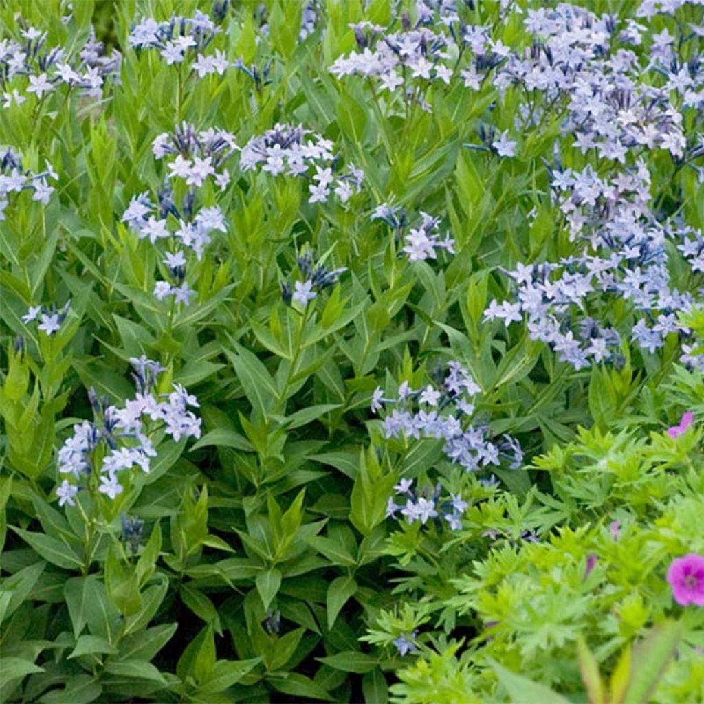 Amsonia tabernaemontana Storm Cloud - Amsonie