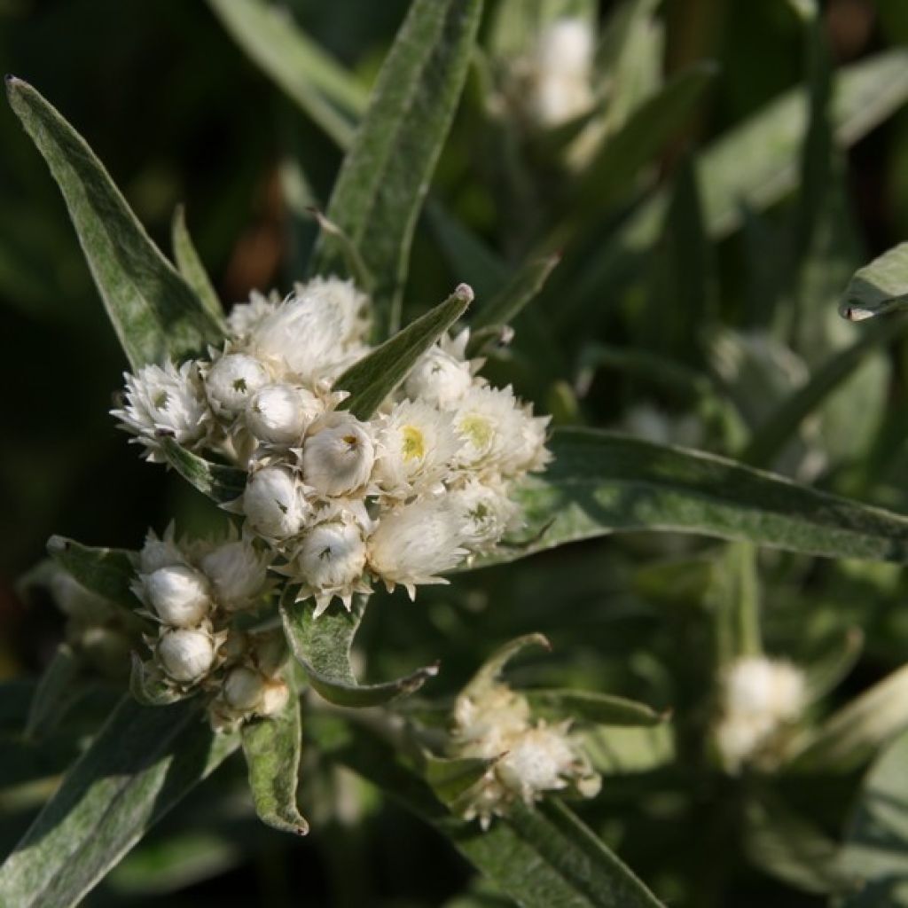 Anaphalis triplinervis - Himalaya-Perlkörbchen