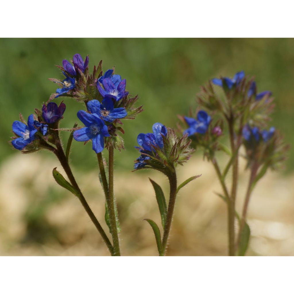 Anchusa azurea Dropmore - Italienische Ochsenzunge