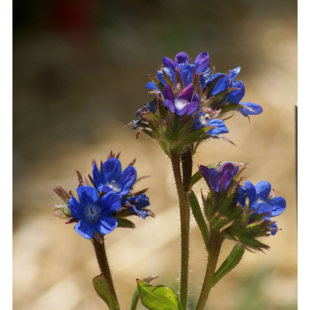 Anchusa azurea Dropmore - Italienische Ochsenzunge