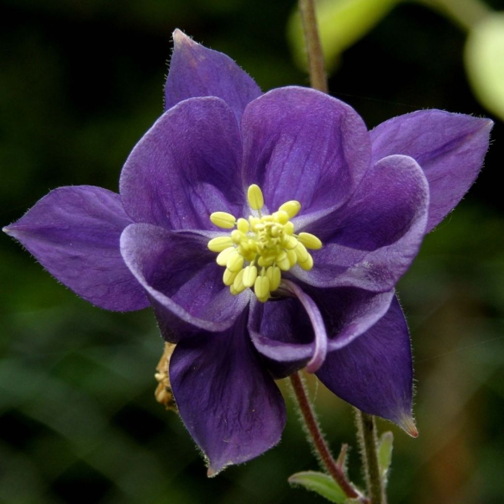 Aquilegia alpina - Alpen-Akelei