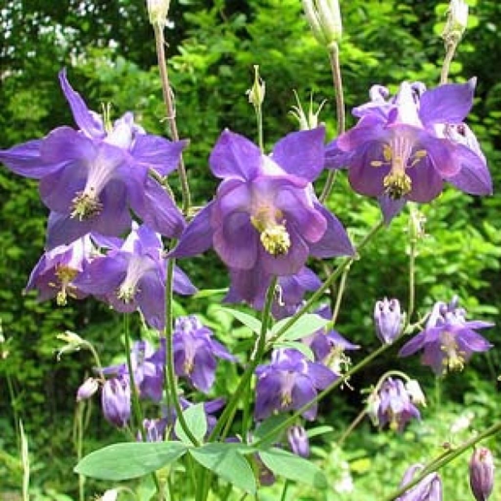 Ancolie des Alpes - Aquilegia alpina