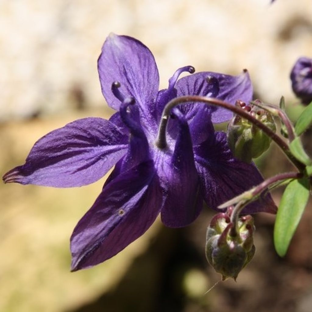 Aquilegia alpina - Alpen-Akelei