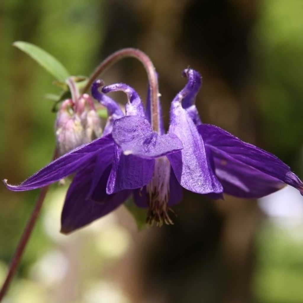 Aquilegia alpina - Alpen-Akelei