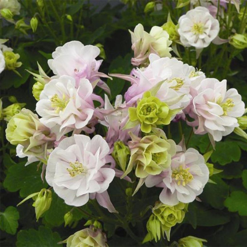 Aquilegia Winky Double Rose White - Garten-Akelei