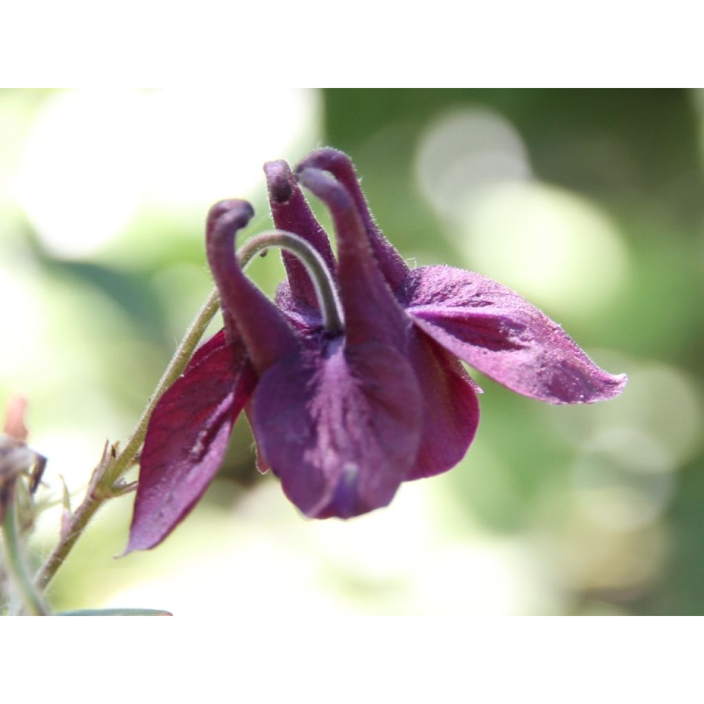 Aquilegia atrata - Schwarze Akelei