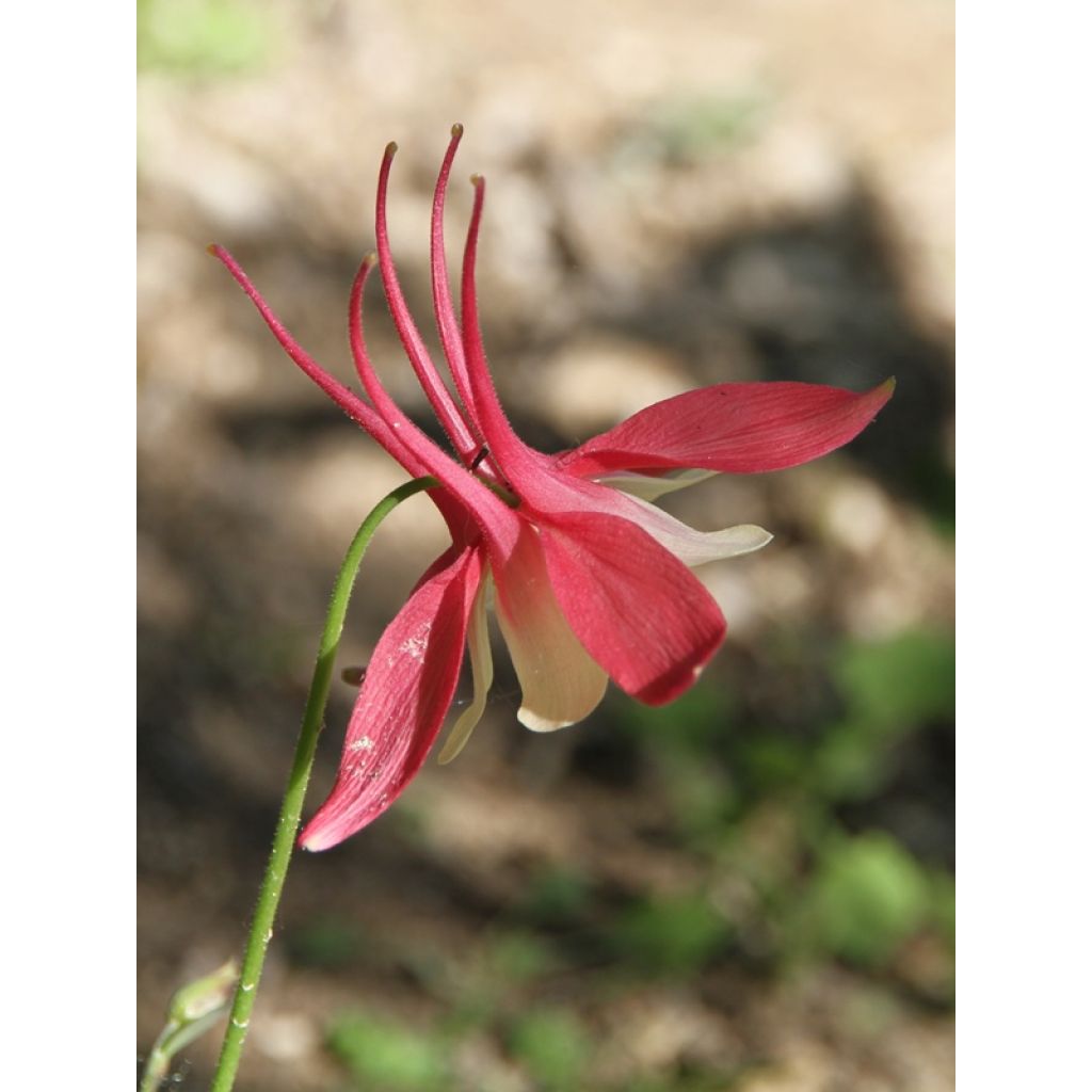 Aquilegia Rotstern (Crimson Star) - Langspornige Akelei