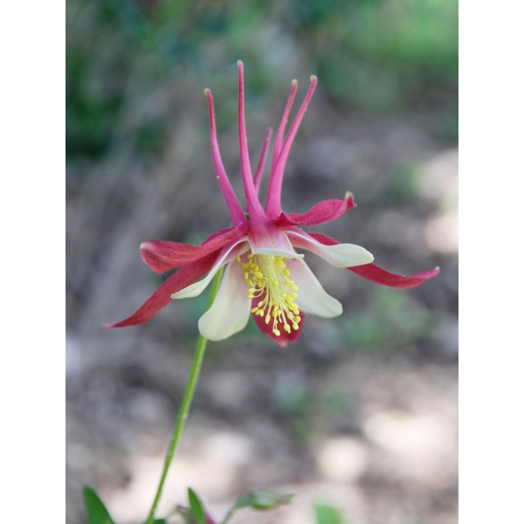 Aquilegia Rotstern (Crimson Star) - Langspornige Akelei