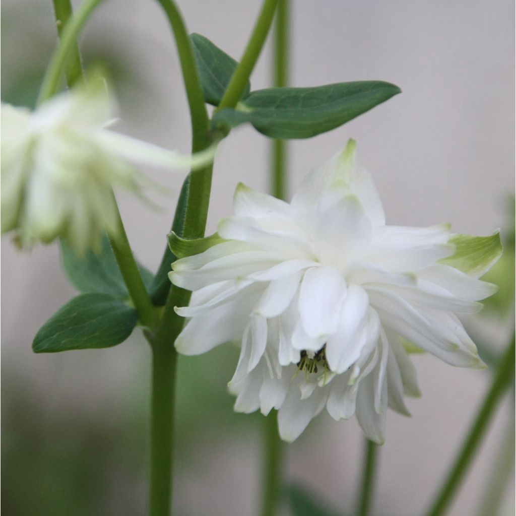 Aquilegia vulgaris clematiflora Green Apples - Garten-Akelei