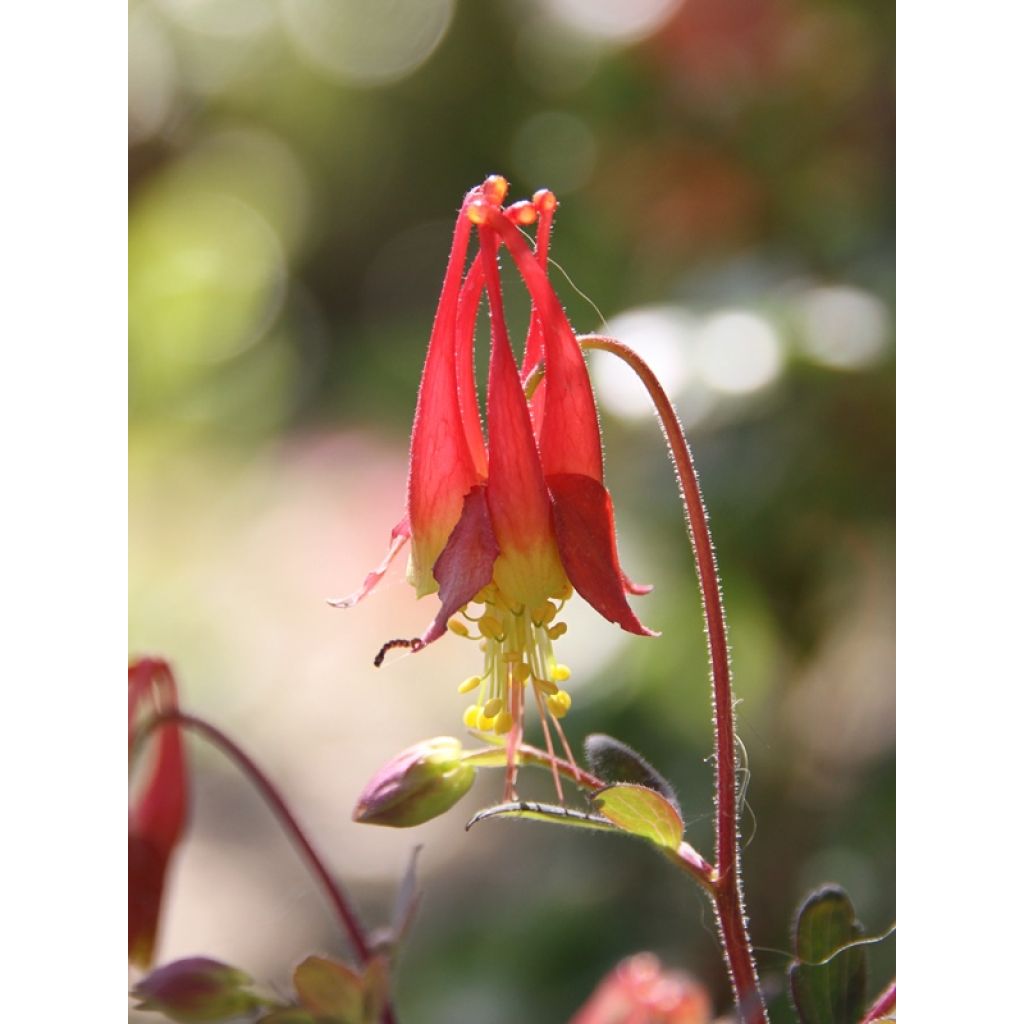 Aquilegia canadensis Little Lanterns - Kanadische Akelei