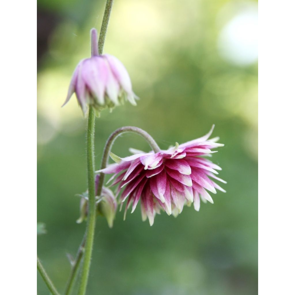 Aquilegia Nora Barlow - Gefüllte Akelei