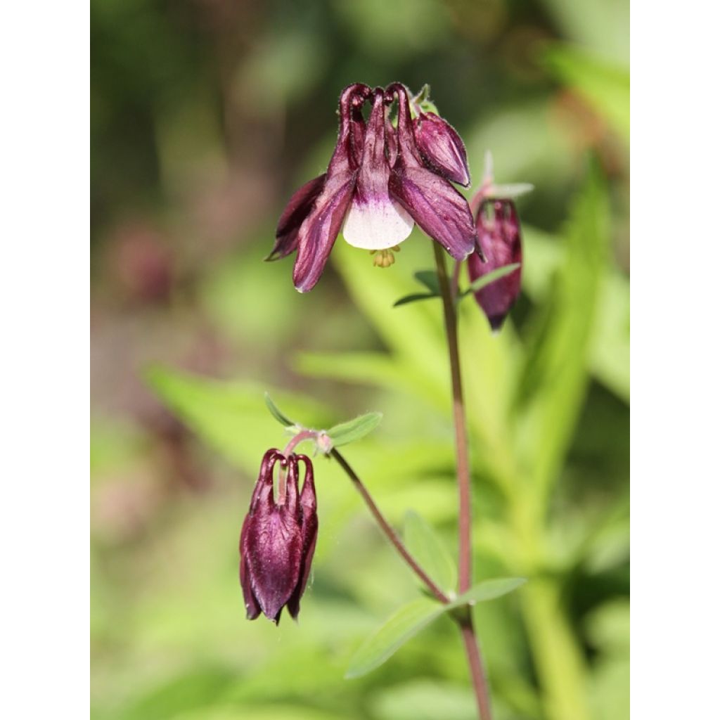 Aquilegia William Guiness - Kurzspornige Akelei