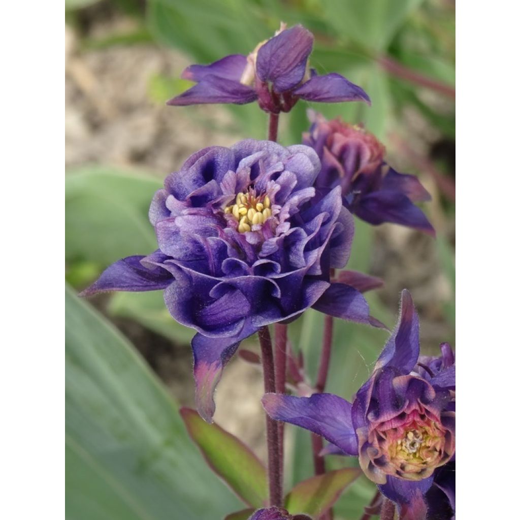 Aquilegia Winky Double Dark Blue White - Kurzspornige Akelei