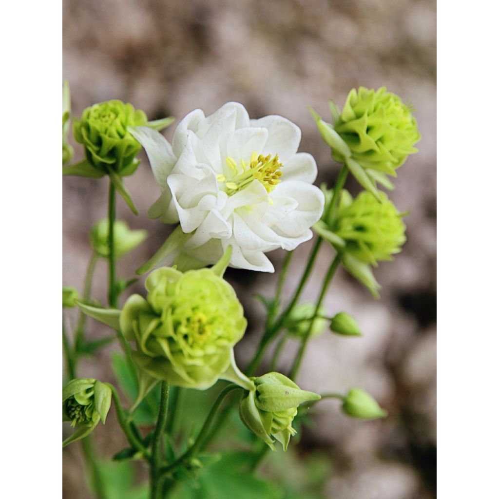 Aquilegia Winky White and White - Kurzspornige Akelei