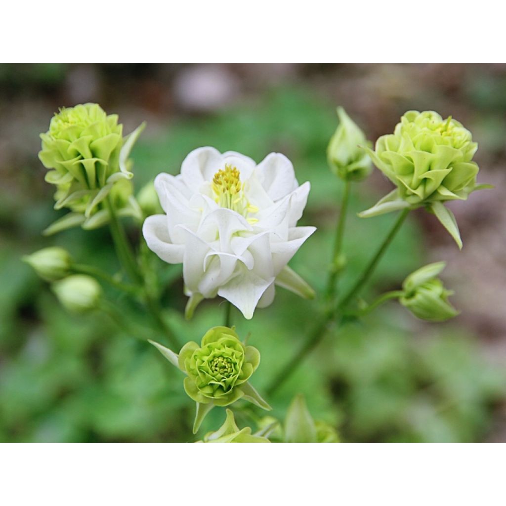 Aquilegia Winky White and White - Kurzspornige Akelei