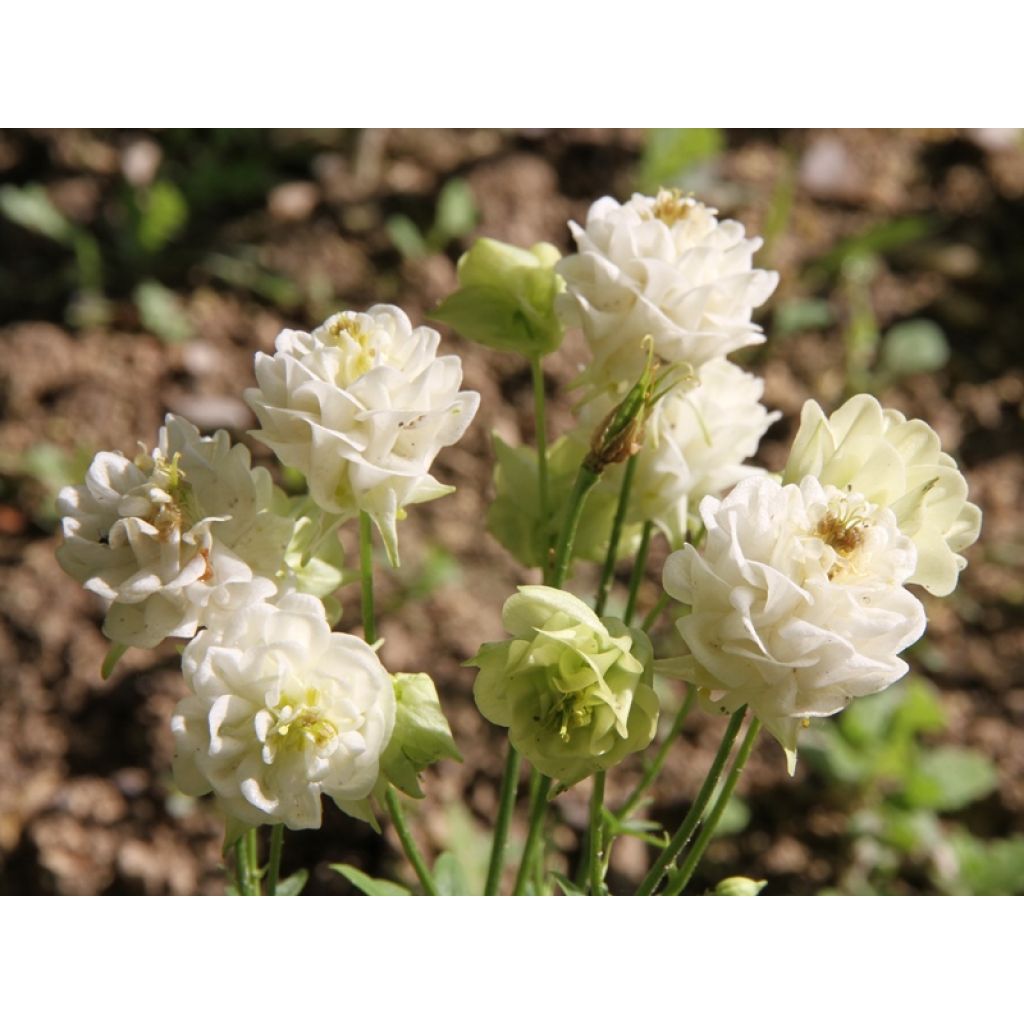 Aquilegia Winky White and White - Kurzspornige Akelei