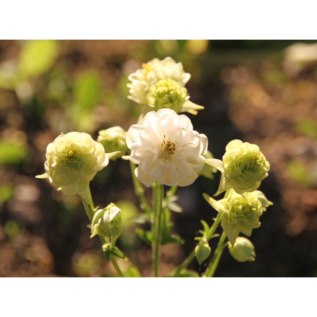 Aquilegia Winky White and White - Kurzspornige Akelei