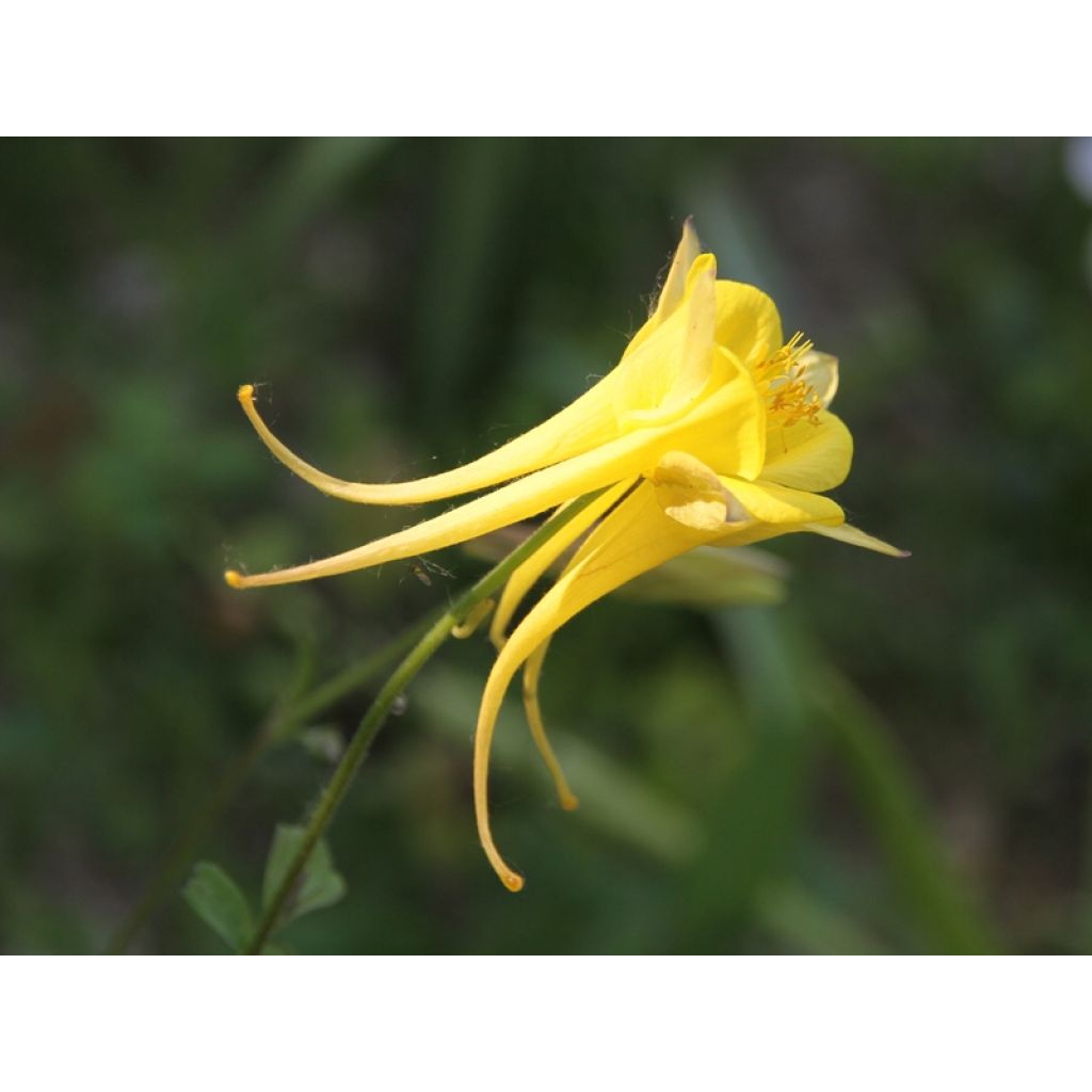 Aquilegia chrysantha Yellow Queen - Langspornige Akelei