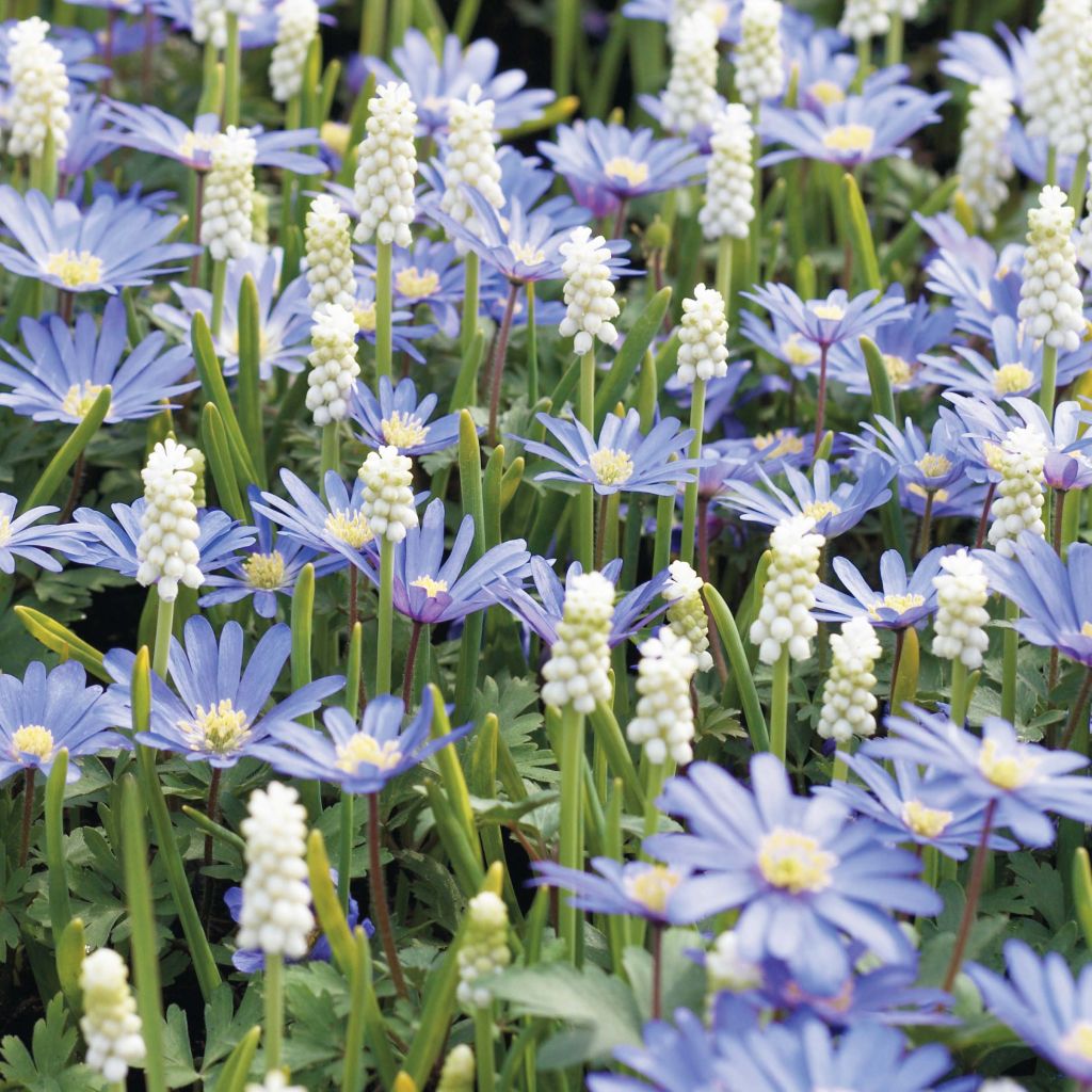 Anemone blanda Blue Shades - Balkan-Windröschen