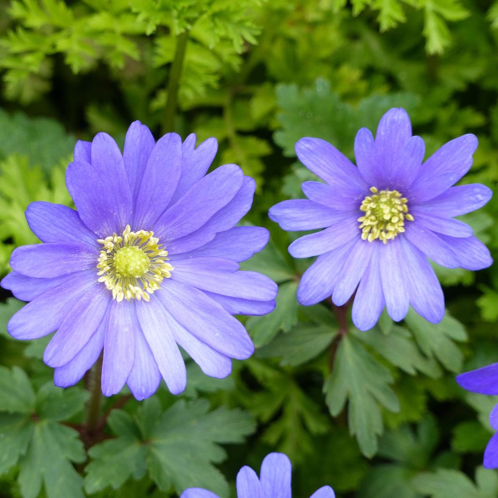 Anemone blanda Blue Shades - Balkan-Windröschen