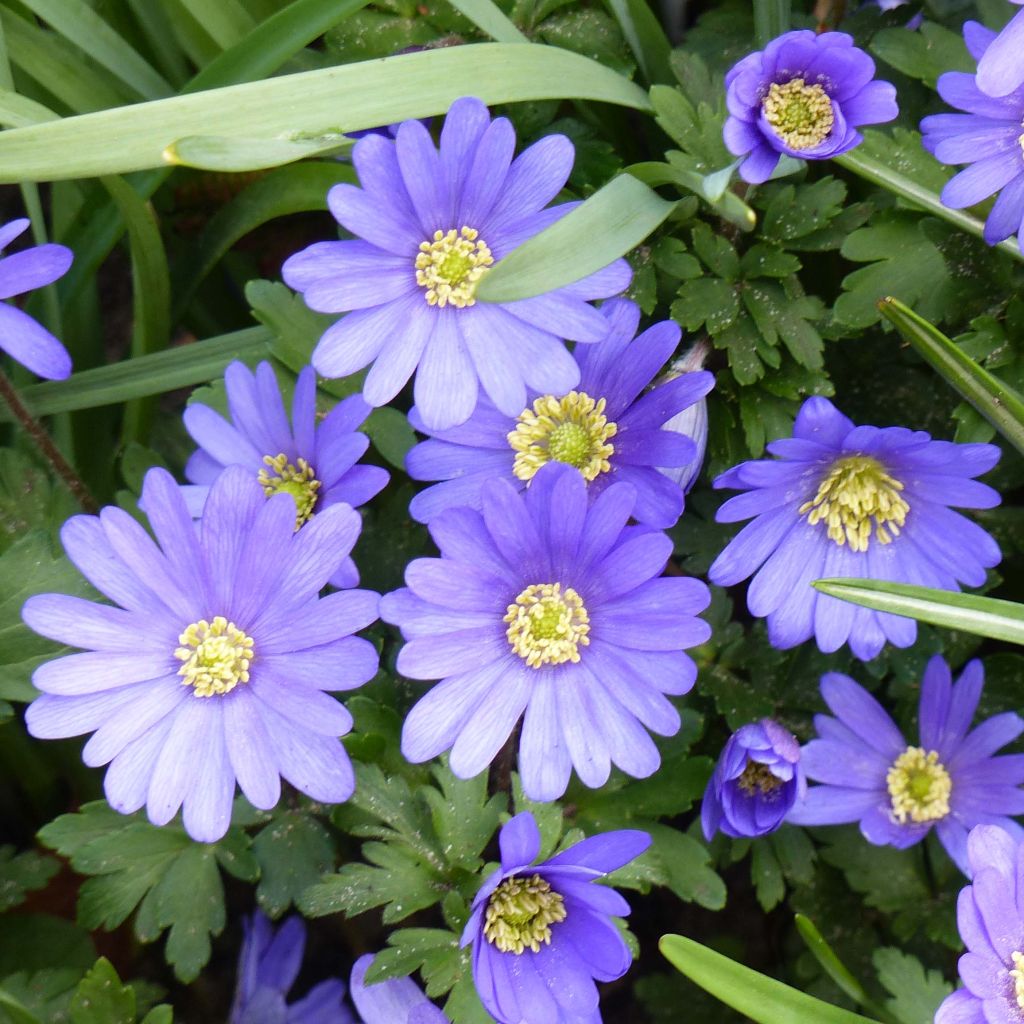 Anemone blanda Blue Shades - Balkan-Windröschen