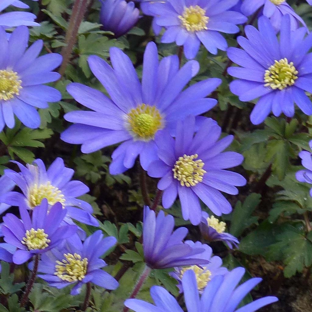 Anemone blanda Blue Shades - Balkan-Windröschen