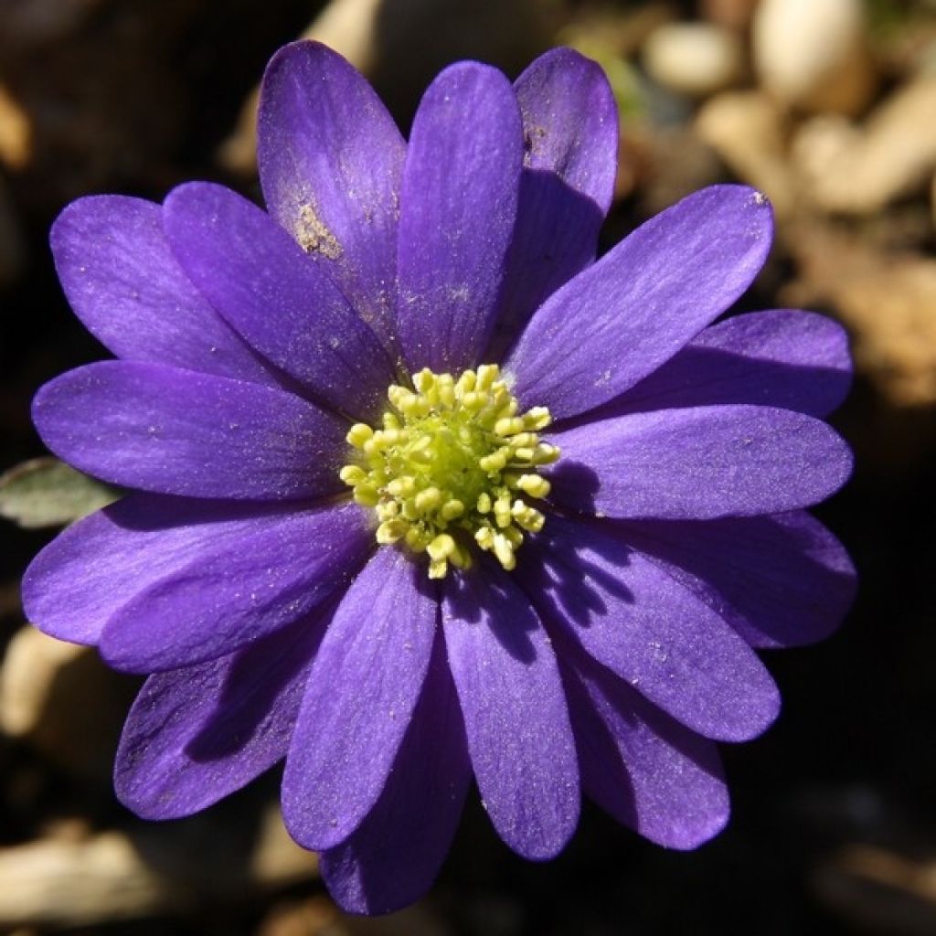 Anemone blanda Blue Shades - Balkan-Windröschen