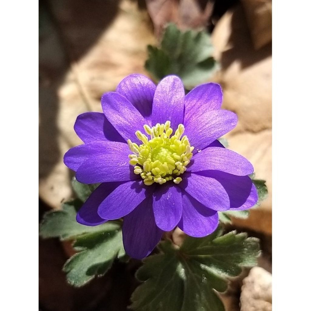 Anemone blanda Blue Shades - Balkan-Windröschen