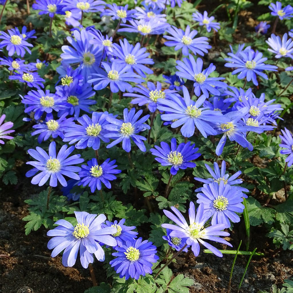 Anemone blanda Blue Shades - Balkan-Windröschen