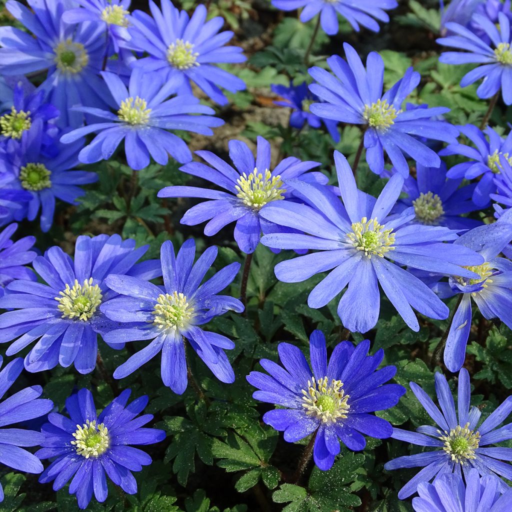 Anemone blanda Blue Shades - Balkan-Windröschen