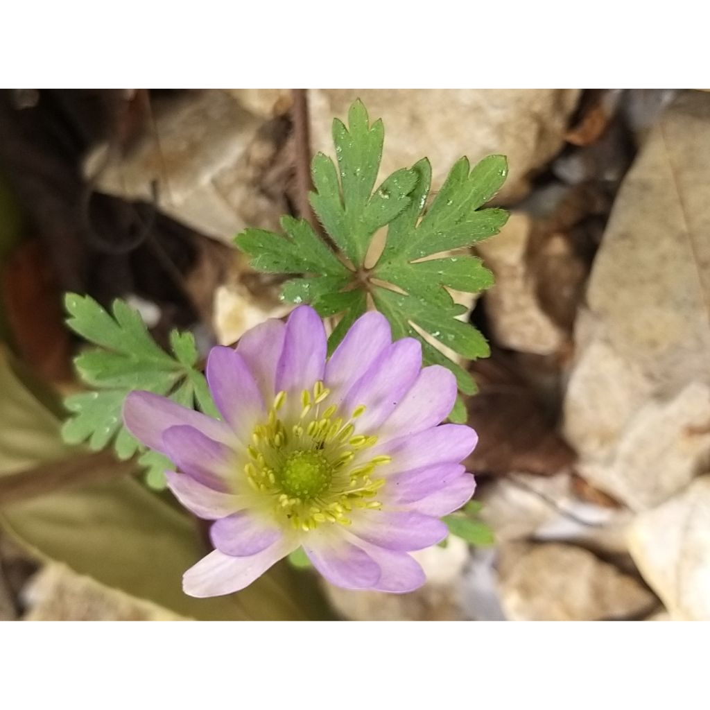 Anemone blanda Charmer - Balkan-Windröschen