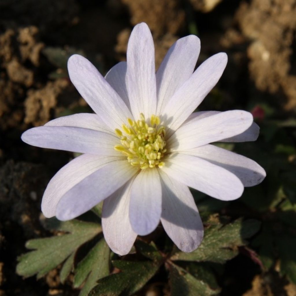 Anemone blanda White Splendour - Balkan-Windröschen