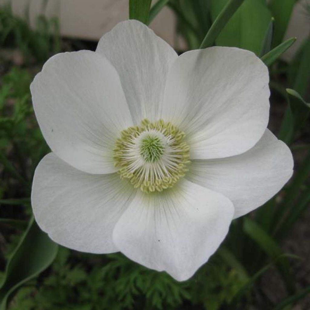 Anemone coronaria The Bride - Anémone de Caen