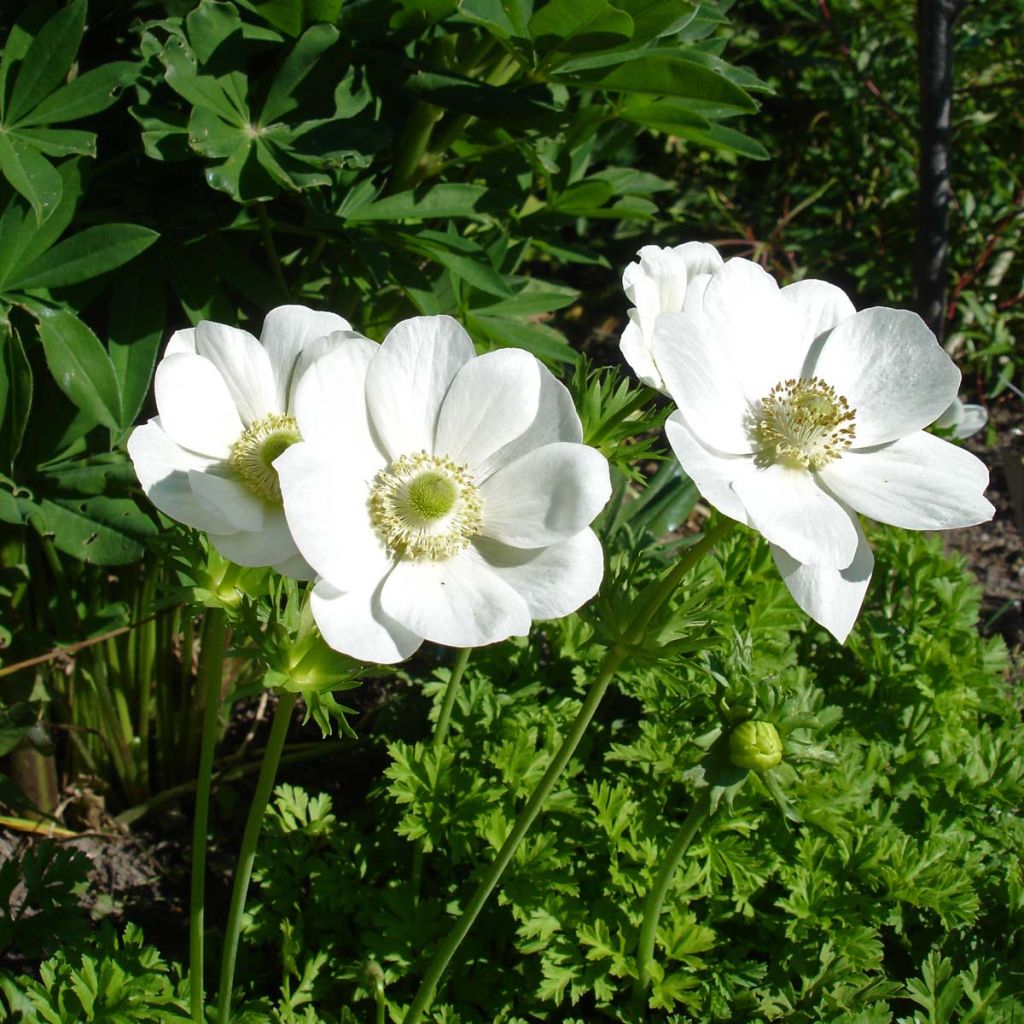 Anemone coronaria The Bride - Anémone de Caen