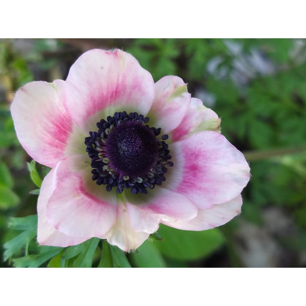 Anemone coronaria Bicolor - Kronen-Anemone