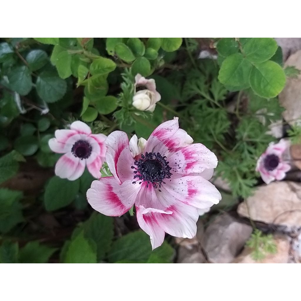 Anemone coronaria Bicolor - Kronen-Anemone