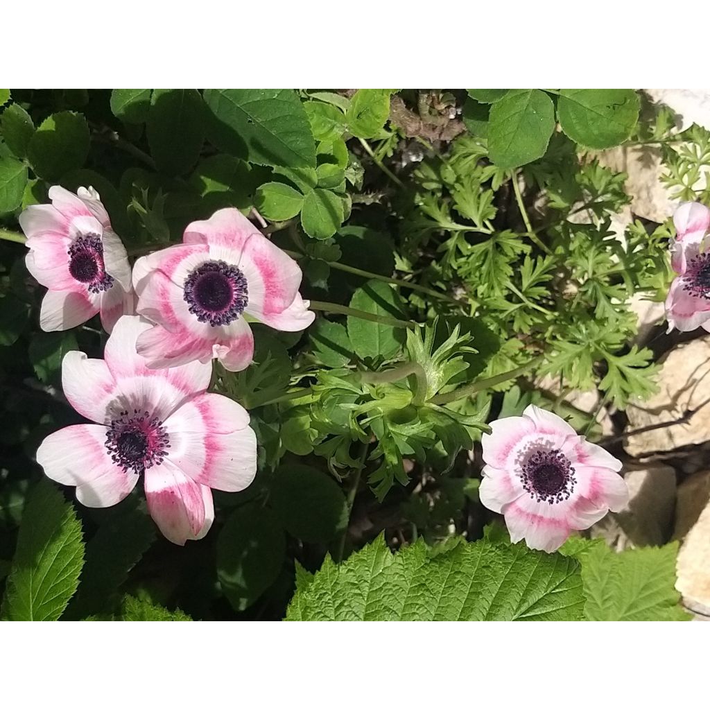 Anemone coronaria Bicolor - Kronen-Anemone